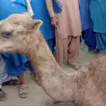 Veterinary doctors successfully perform surgery of injured camel