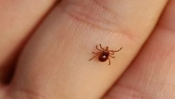 Quetta reports first Congo virus death of 2025, cases rise to 41 in Balochistan