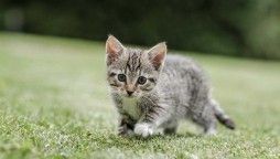 Man brutally throws alive cats into a washing machine