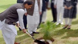 Tree planting campaign: One billion trees will be planted by next June, PM