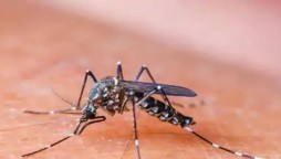 Amid Pandemic, Dengue cases bite country