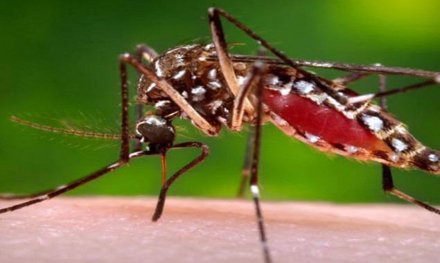 Dengue cases in Karachi increasing rapidly