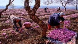 Kashmir Saffron Crop