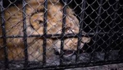 Tigers & Lions Punjab Wildlife