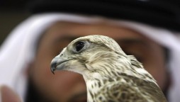 Permit To Export Falcons Issued To UAE As A Goodwill Gesture