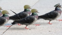 Indian Border Security Force Wants To Persecute "Pakistani Spy Pigeon"