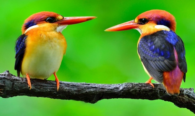 Birds See Magnetic Fields Using Quantum Mechanics, According to New Research