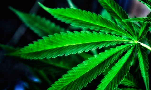 Authorities passes bill to Legalize Marijuana