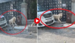 terrified lion came on the road