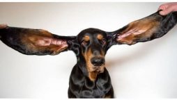 12-inch ears of an Oregon dog set a Guinness World Record