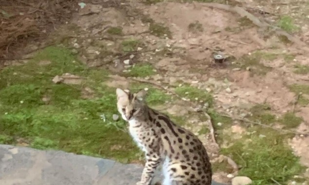 Serval on the loose in California County