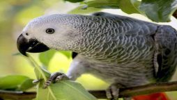 Legion of fans flock to see the foul-mouthed parrot