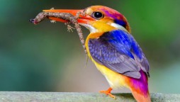 Climate change is now beginning to affect humans as well as animals