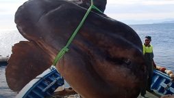 Spanish Researchers managed to release gigantic sunfish from tuna nets