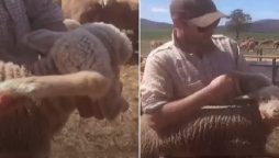 Five-legged lamb: Australian farmer finds unique lamb in his flock