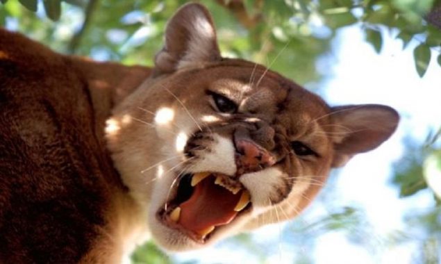 The British couple discovers a 'Great Dane-sized' cat