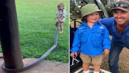Watch: Toddler of a wildlife expert handles giant snake, the video gets viral