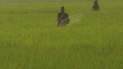 PDWP approves 4 uplift projects worth Rs3.40 billion