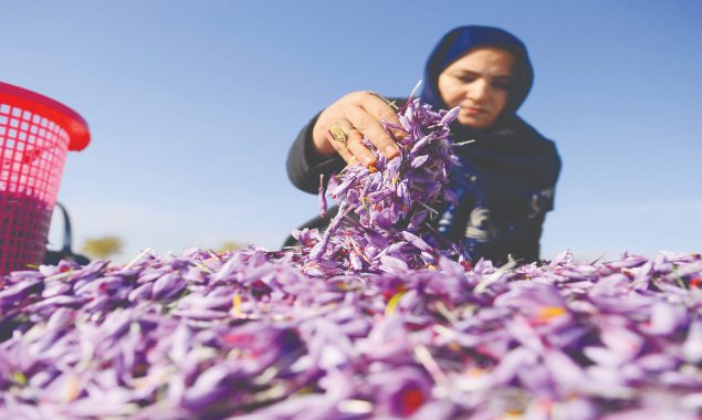 No one can stop saffron aroma