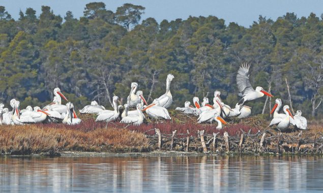 Global warming hits Albanian migrant birds harder