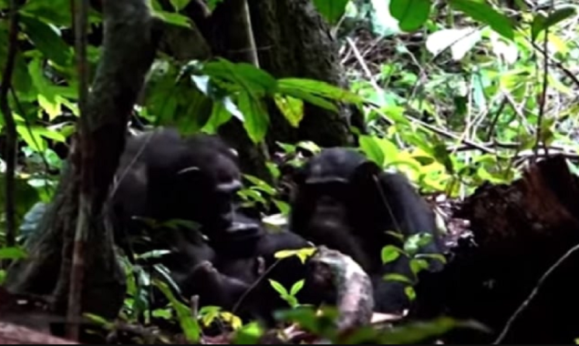 Watch Video: Chimpanzee mother applies insect to son’s wound