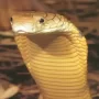 Tamil Nadu Police are looking for a woman who used a snake to rob people