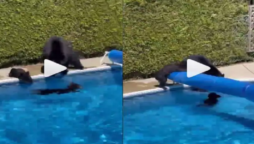 Mama Bear Attempts to take out Naughty Cubs from the pool