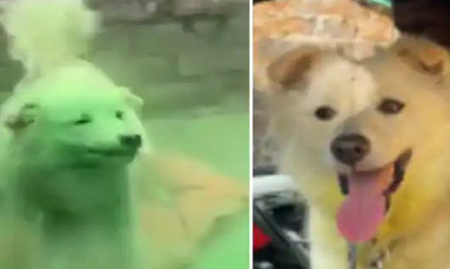 Viral Holi Video: Shibani Dandekar Rescues Dog Who Was Abused