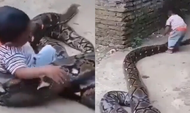Viral Video: Small boy plays with the python
