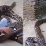 Viral Video: Small boy plays with the python
