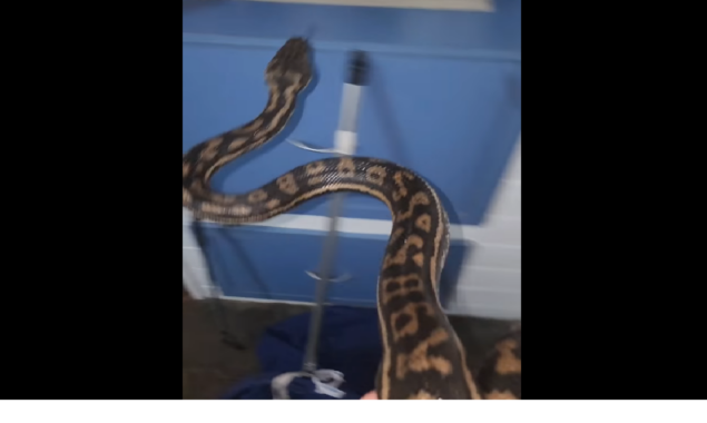 Watch: Woman thinks she has thief in her kitchen, but it’s actually Python