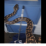 Watch: Woman thinks she has thief in her kitchen, but it’s actually Python