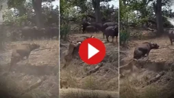 WATCH VIDEO: Lionesses Try to Hunt Buffalo But His Herd Saves Him