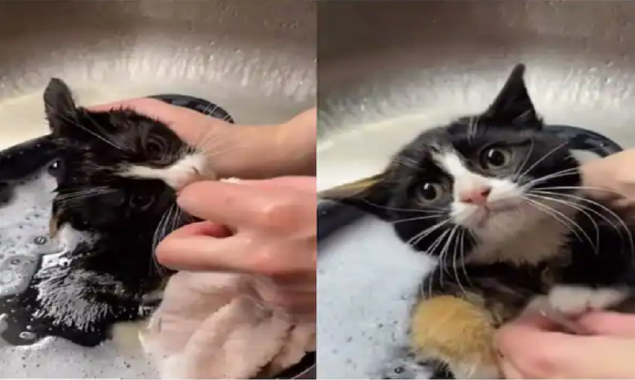 Watch Video: A cat lover bathing a cute little kitten looks adorable