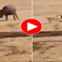 Watch Video: Herd of buffaloes fights with lions trying to hunt their calf