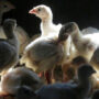 Bird flu spreads across the US