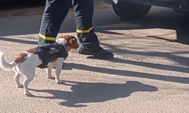 Heroic 2-year-old Ukrainian dog sniffs out Russian explosives