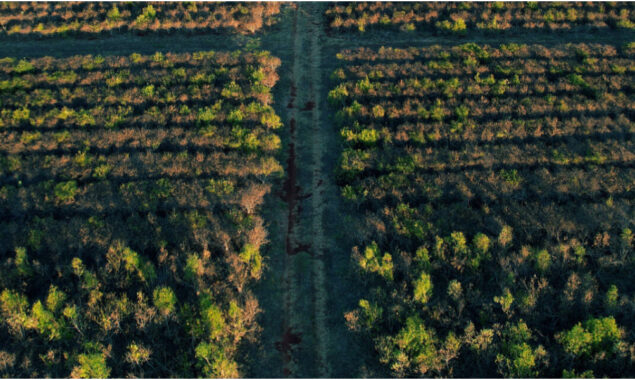 Restoring damaged land key to climate, biodiversity goals