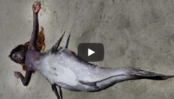 A real 'mermaid' video has taken the internet by storm