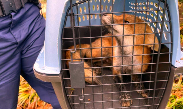 Fox attacks the congressman and others