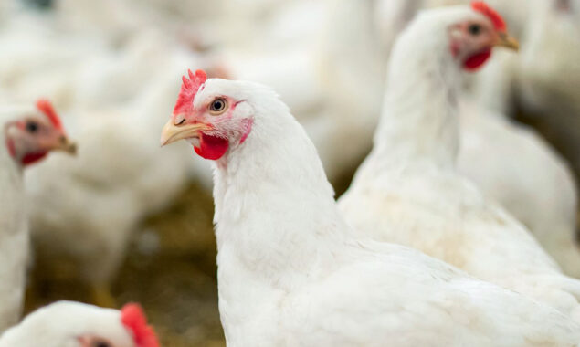USDA says New Bird Flu cases identified in Pennsylvania And Utah
