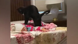 Back Massage by a Cat? Watch here