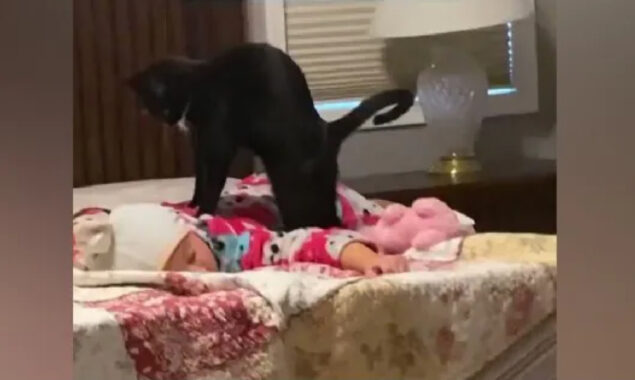 Back Massage by a Cat? Watch here