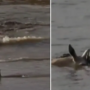 Heartbreaking video: Mother deer dies while rescuing her baby from crocodile attack