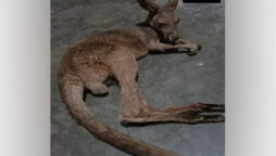 Viral Videos: Kangaroos seen wandering streets of West Bengal