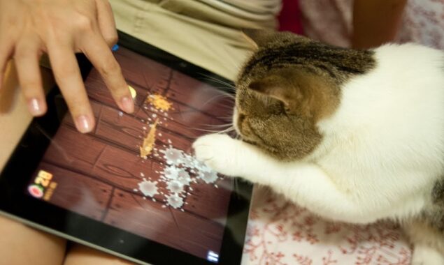 Cat Plays Fruit Ninja on Tablet, Then something Happens. Watch