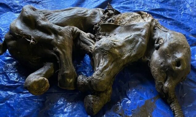 Yukon’s discovery of a frozen baby mammoth thrills Canada