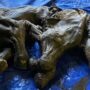 Yukon’s discovery of a frozen baby mammoth thrills Canada