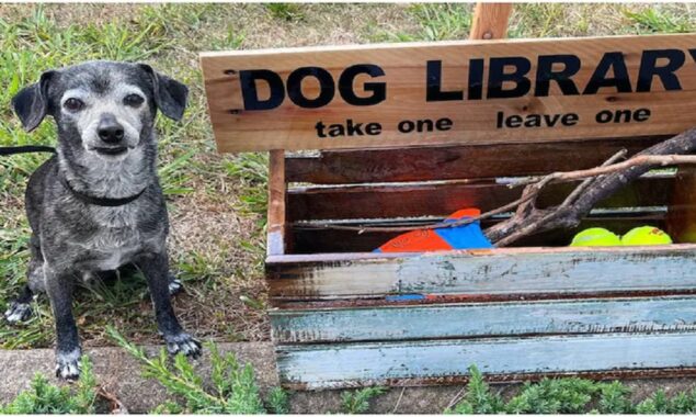 Let’s see a library for dogs