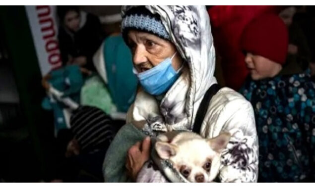 War-stricken pets await new life at Kyiv shelter